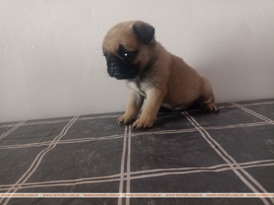 Carlino Pug